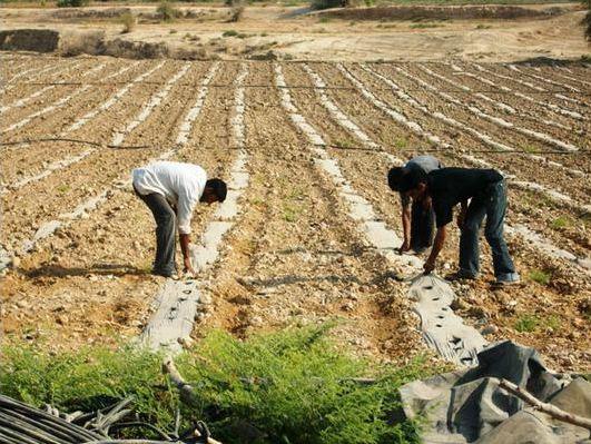 قروض بدون فوائد لمزارعي الاغوار الشمالية