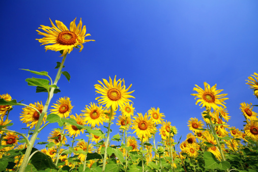 Sun Flower Photo Stock