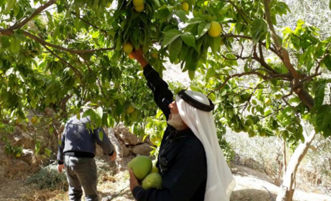 وعورة الطريق وشح المياه يتهددان مزارع ‘‘قرقور‘‘ بالطفيلة