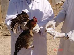 بسبب ظهور انفلونزا الطيور في السعودية ” الاردن يُعلق الاستيراد “