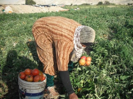 مشروع جديد لوزارة الزراعة لانتشال الأسر الريفية من الفقر