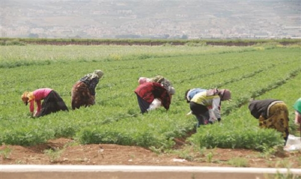 نقابة عمال الزراعة تُعلن دعمها لاعتصام المزارعين امام النواب