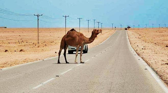 العقبة : وفاة شخص اصطدمت مركبته بجمل