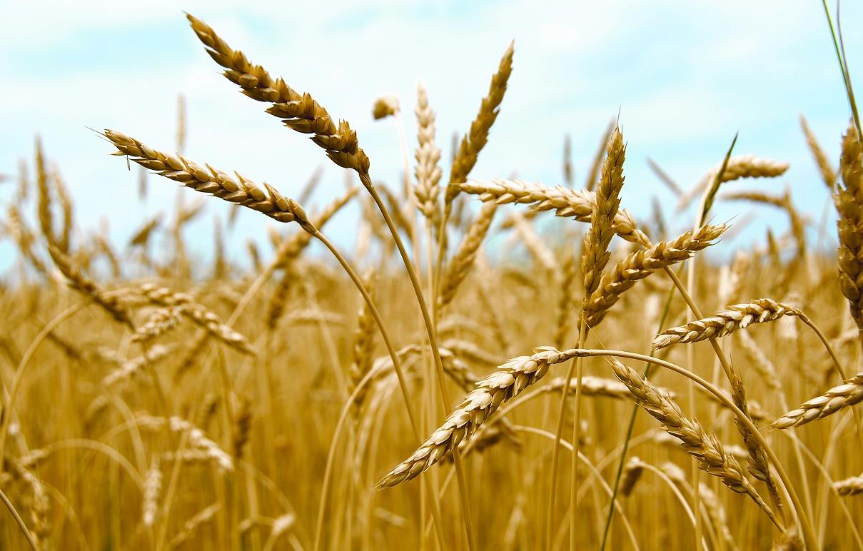 الدولة تشتري طن القمح المحلي بسعر 450 دينارا اعتبارا من الخميس المقبل