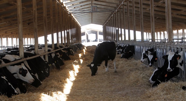 الزراعة تُمدد قرار وقف استيراد الأبقار حتى العام المقبل