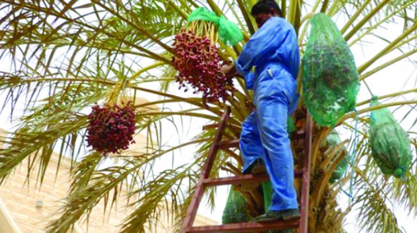 مندوبا عن الملك وزير الزراعة يفتتح المهرجان الدولي للتمور