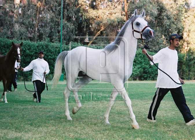 مصر تسمح بتصدير الخيول للأردن