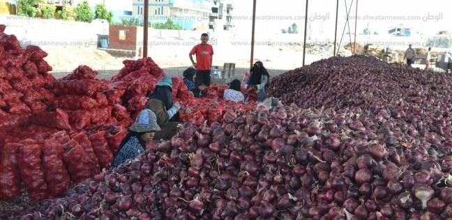 السعودية تحظر استيراد البصل المصري