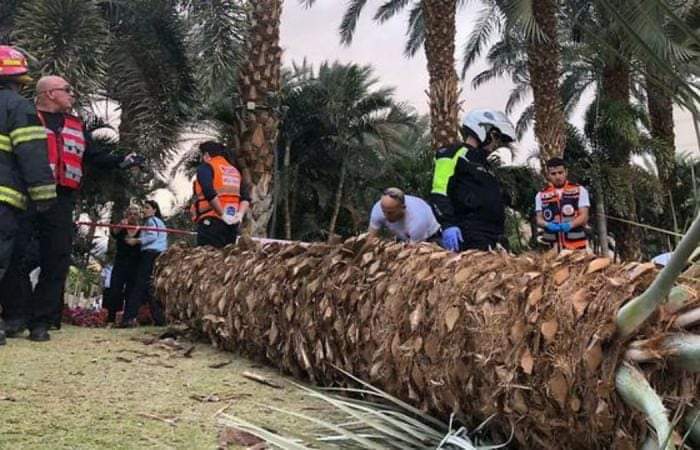 وفاة عاملين أردنيين وإصابة ٣ اخرين في إيلات سقطت عليهم شجرة نخيل