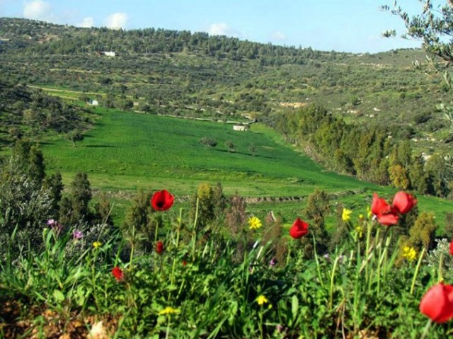 أجواء مشمسة وربيعية اليوم وغدا