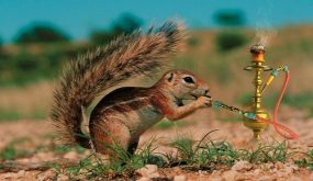 أخر نهفات المستوزرين