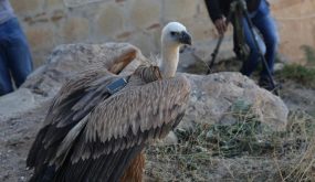 إطلاق طائر النسر البني في محمية ضانا