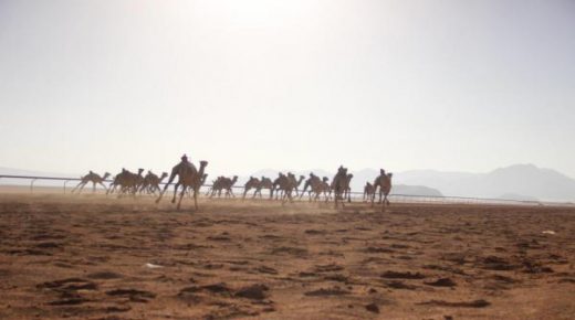 انطلاق فعاليات اليوم الأول من مهرجان الشيخ زايد للهجن الثاني عشر بوادي رم