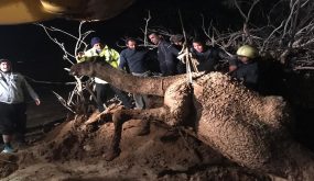 كوادر الدفاع المدني تنقذ جمل سقط في وحل طيني