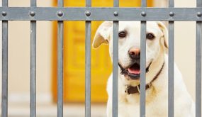 هونج كونج..وضع كلب في الحجر الصحي للاشتباه في إصابته بفيروس كورونا