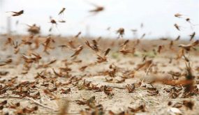 مصر : رفع حالة الطوارىء لمواجهة اسراب الجراد