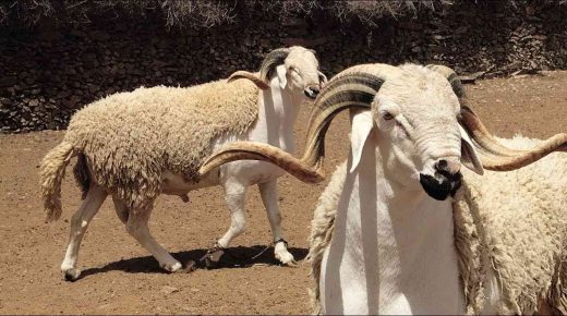 خروف ينطح عجوزاً في مصر .. فيقتلها