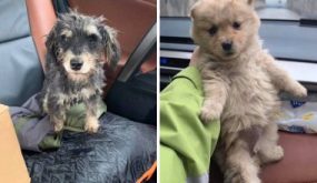 زراعة اربد تُخصص معزل للحيوانات المصابة بكورونا