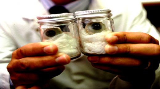 A TECHNICIAN AT A HUMAN EYE BANK IN MIAMI HOLDS A PAIR OF FRESHLY-REMOVED EYES ON THEIR WAY TO SAVING THE SIGHT OF OTHERS. ORGAN GANGSTERS ARE NOW SELLING CORNES OF PRISONERS EXECUTED IN CHINA FOR $5,000 ON AN ILLEGAL GROWING GLOBAL MARKET. PHOTO BY RON LAYTNER, EDIT INTERNATIONAL.