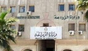 ديوان المحاسبة : منح رخصة استيراد اغنام في يوم عطلة