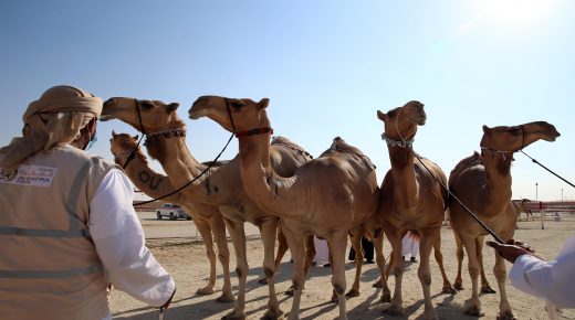 بالصور … منافسات قوية تشهدها أشواط مزاينة الحول المحليات في مهرجان الظفرة 14