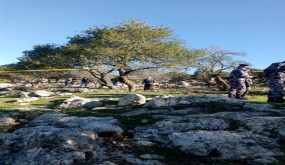 الاجهزة تحقق في انفجار غامض فجر اليوم ببلدة الوهادنة