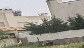 الجراد يغزو عمان