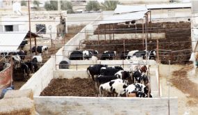 زراعة الأعيان أوصت منذ شهرين بعدم منح تصاريح لإستيراد الأبقار