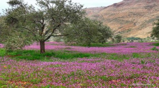 أجواء ربيعية معتدلة في المرتفعات والسهول وحارة نسبيا في باقي المناطق