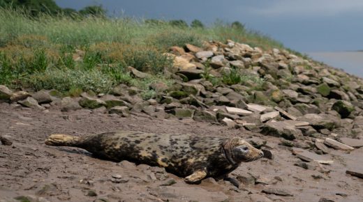 Seal found with disc around its neck nursed back to health