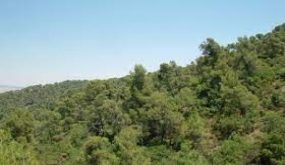 جرش: انطلاق الحملة الوطنية للمحافظة على الثروة الحرجية