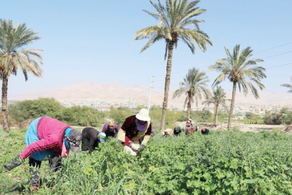 تسجيل أعلى درجة حرارة في غور الصافي