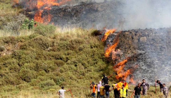 مستوطنون يحرقون 50 شجرة زيتون شمالي الخليل