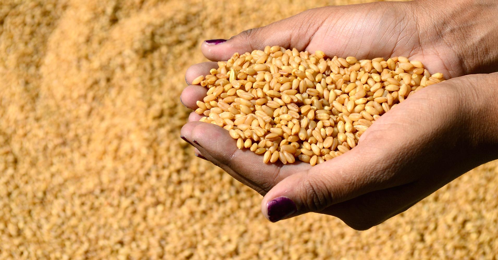 احتياطي الأردن من القمح يكفي لنحو 14.8 شهرا