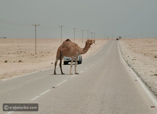 وفاة واصابتان بحادث تصادم مع جمل ما قبل جمرك العقبة