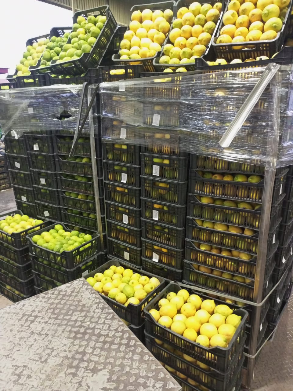 كيلو الليمون في السوق المركزي بين 60 قرش ودينار