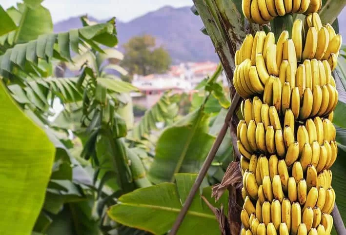 ما حقيقة ان الاردن ينتج فقط 45 طنا من الموز ..تصريح لوزارة الزراعة