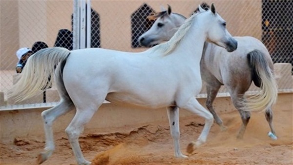 انطلاق بطولة الشرق الأوسط لجمال الخيول العربية الأصيلة