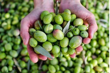الزراعة تتوقع زيادة إنتاج ثمار الزيتون العام الحالي 20%