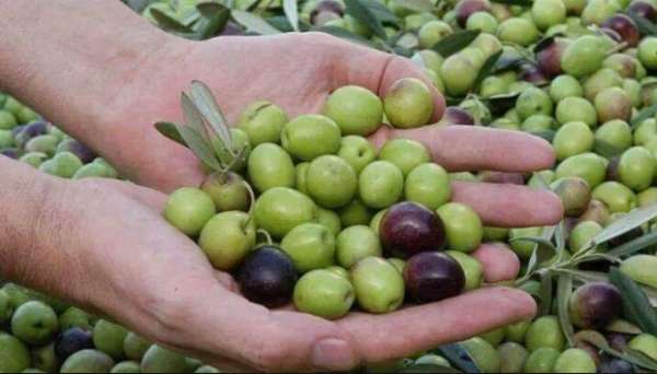 توقعات بارتفاع إنتاج زيت الزيتون بنسبة 35 بالمئة