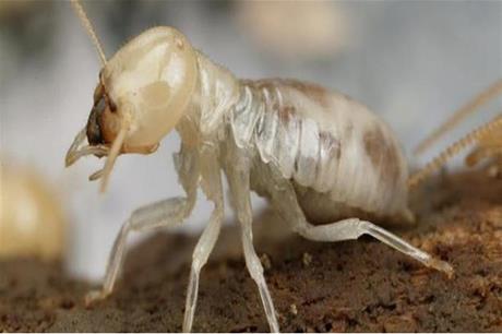 حملة لمكافحة النمل الأبيض في معان