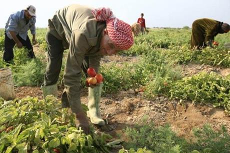 مزارعون في الزرقاء يطالبون بزيادة الدعم المقدم لهم