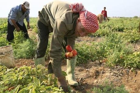 نصف موازنة الأردن المائية تذهب للقطاع الزراعي