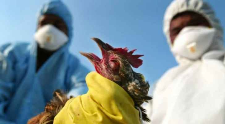 أسوأ أزمة إنفلونزا طيور على الإطلاق في أوروبا
