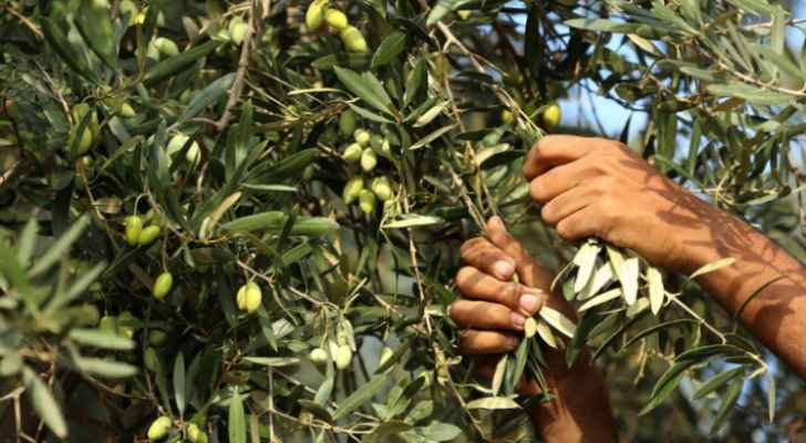 مستوطنون يسرقون ثمار الزيتون من أراضي وادي الجوز في القدس