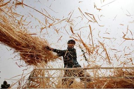اتحاد المزارعين: 25 مليون دونم صالحة للزراعة والقمح أساسي للأمن الغذائي