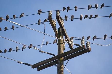اتفاقية للحد من حوادث الصعق الكهربائي للطيور في الأردن