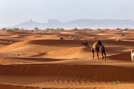 السعودية ..اكتشافات أثرية نادرة عمرها 80 مليون عام