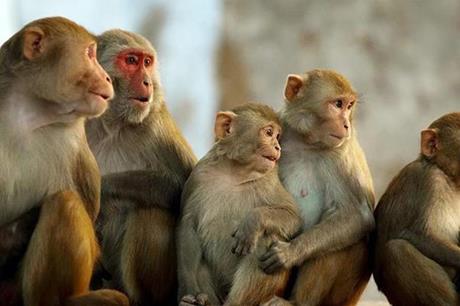 فيتنام..تسجيل أول إصابة بفيروس جدري القردة