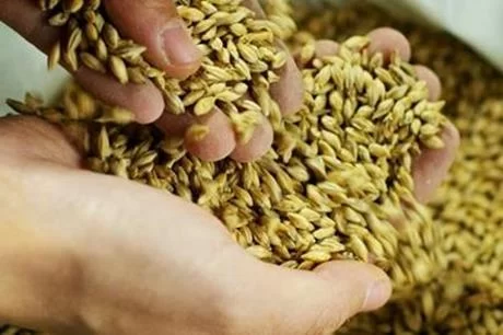 الحكومة: ندعم القمح والشعير والنخالة بـ 152 مليون دينار سنوياً